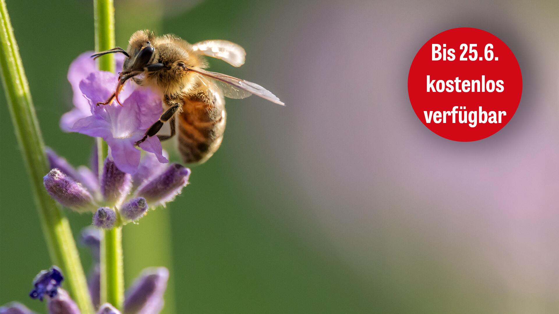 Bienen lieben Lavendel – doch einige enthalten Pestizid-Cocktails