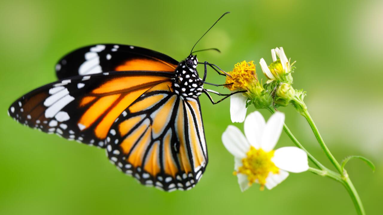 Schmetterlinge im Frühling: Mit diesen Tipps helfen Sie den bedrohten Insekten Schmetterlinge im Frühling: Mit diesen Tipps helfen Sie den bedrohten Insekten