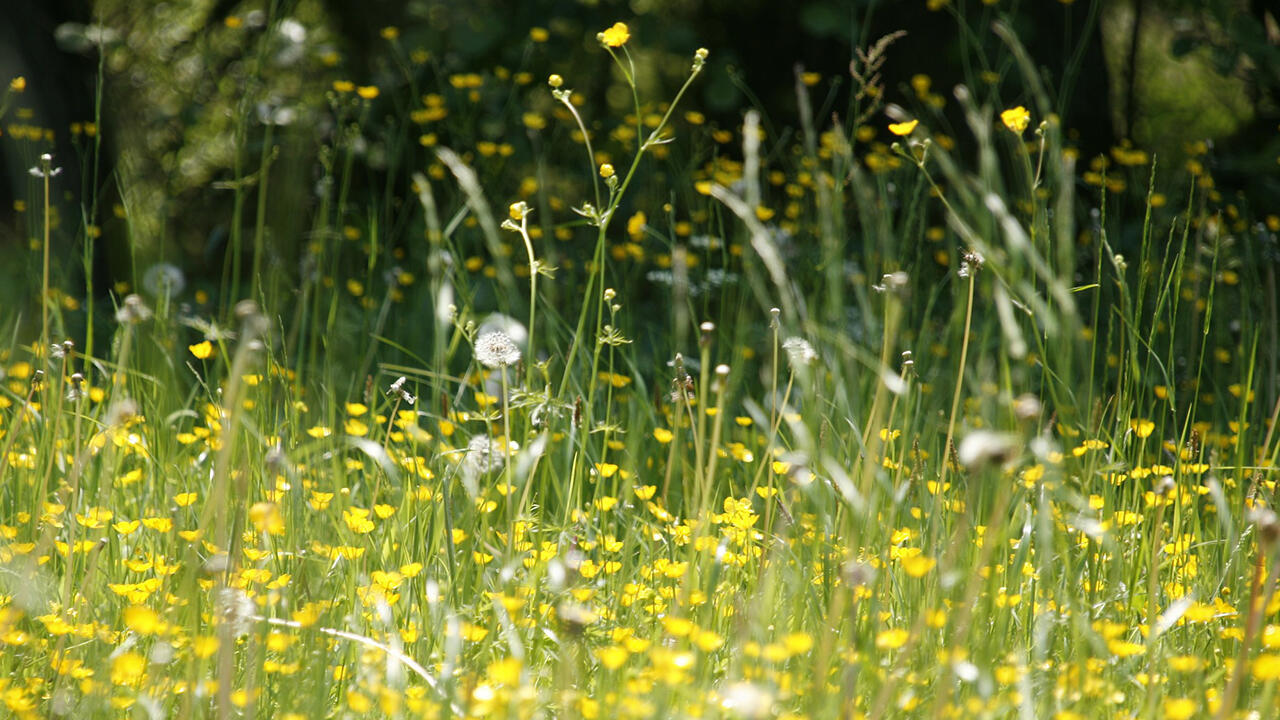 Vor allem im Frühling leiden viele Menschen unter Allergien. Wir haben 22 Allergie-Medikamente begutachtet. Vor allem im Frühling leiden viele Menschen unter Allergien. Wir haben 22 Allergie-Medikamente begutachtet.